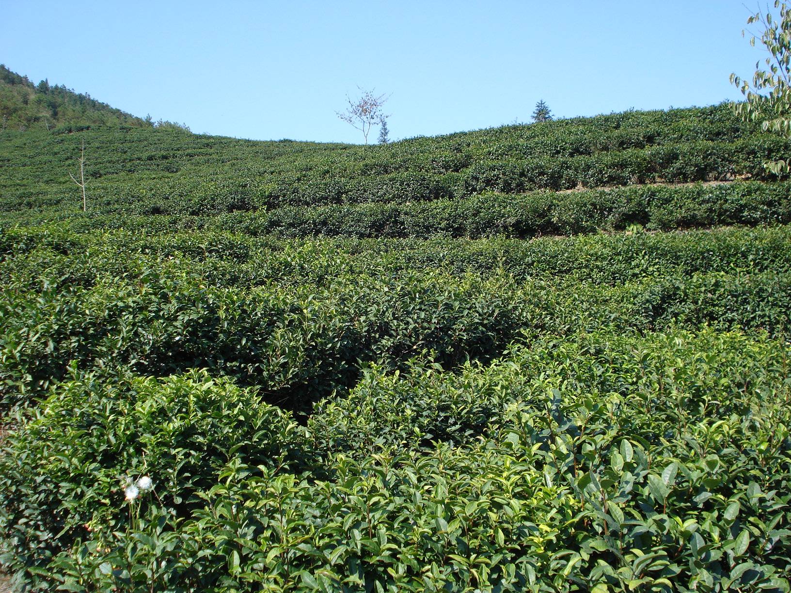 绿月茶业 品茶养生，享受惬意生活